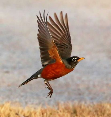 Robin in flight Robin Drawing, Robin Tattoo, Robin Pictures, Robin Redbreast, Bird Identification, Bird Quotes, American Robin, Wild Bird Feeders, Robin Bird