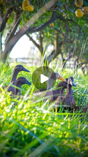 Apricot Lane Farms on Instagram: "The Quack Shack is on the move! You may remember seeing in @thebiggestlittlefarm how our Khaki Campbell and Indian Runner ducks play an important role on our farm as lean, mean, snail-eating machines. This new flock recently finished their mobile coop training, so it was time to introduce them to the lemon orchard for the first time..  During the day, these young ducks forage for their favorite shelled snacks that like to lurk in our moisture-laden grasses. Beyond snails, our ducks chow down on forage, slugs, worms, and ticks – helping us mitigate pest issues, while also producing remarkably rich, delicious eggs.   The orchards can be a daunting place for defenseless ducks, which is why they’re not only protected by their Guardian dog Rosie… but trained by Runner Ducks, Duck Eggs, Apricot Lane, Chow Chow, Coop, Flocking, Instagram