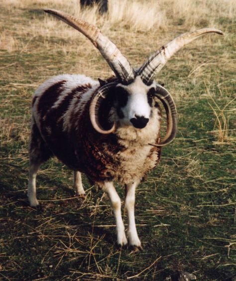 Jacob sheep, if my dog wouldn't kill it they'd be awesome to have! Jacob Sheep, Animals With Horns, Sheep Breeds, Wild Dogs, Animals Of The World, An Animal, Creature Design, Larp, Animal Kingdom