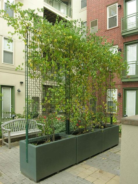 greenscreen� LA Expo 2012 Freestanding Trellis, Patio Layout Design, Patio Layout, Green Facade, Garden Privacy, Wall Garden, Backyard Garden Design, Garden Trellis, Roof Garden