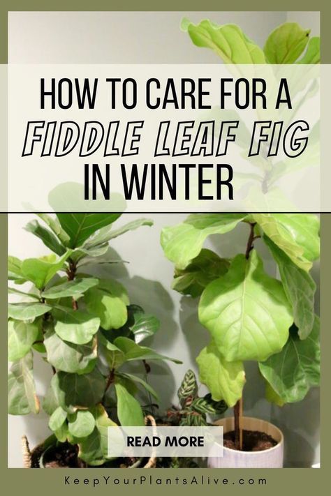 Learn how to care for a fiddle leaf fig in winter with essential tips to help your plant thrive during the colder months. From transitioning your plant indoors to managing lower light and humidity, we’ve got you covered. Fiddle Leaf Fig Care, Fiddle Tree, Fiddle Leaf Tree, Fig Plant, Fiddle Fig, Winter Reads, Indoor Trees, Inside Plants, Indoor Plant Care