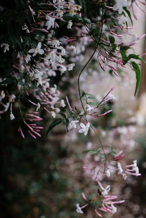 L|M Retreats | Sydney, Australia | Slow-Living Workshop - Local Milk Blog Glenmore House, Whimsical Florals, Wild Gardens, Pictures Of Jasmine, Aussie Girl, Jasmine Vine, Fairy Witch, Pink Jasmine, Local Milk