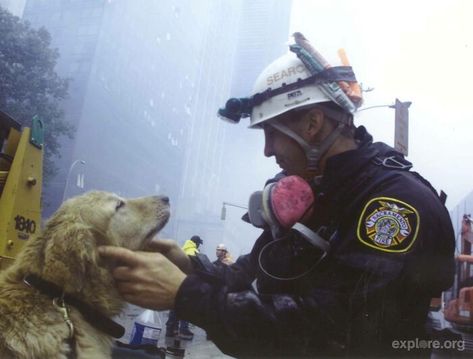 On 9/11, We Would Like To Honor The Men, Women, And K9s That Risked And Lost Their Lives Search And Rescue Dogs, Dog Search, Search And Rescue, American Heroes, Rescue Dogs, Working Dogs, Shelter Dogs, Service Dogs, Mans Best Friend