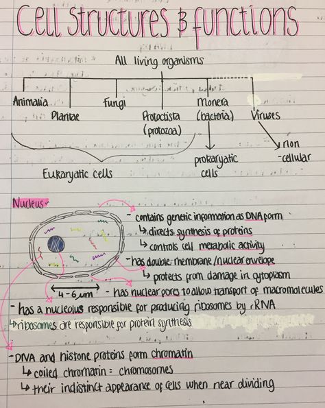 Aesthetic Notes Ideas Science, Cytology Notes, Aesthetic Notes Ideas, Gcse Biology, Bio Notes, Biochemistry Notes, Learn Biology, Gcse Revision, Study Biology