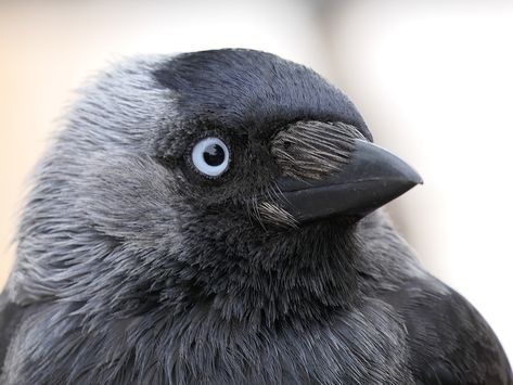 Jackdaw, Bird, Black, Head, Portrait, Blue Eyes Corvid Species, Jackdaw Bird, Western Jackdaw, Crow Images, Animal Poses, San Myshuno, Goblincore Aesthetic, Head Portrait, Raven Bird