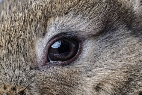 Why Do Rabbits Have Different Colored Eyes? | Rabbit Hole Hay Rabbit Eyes, Albino Rabbit, Rare Eye Colors, Felt Rabbit, Rare Eyes, Blue Eyed Baby, Rabbit Pictures, Animal Eyes, Different Colored Eyes