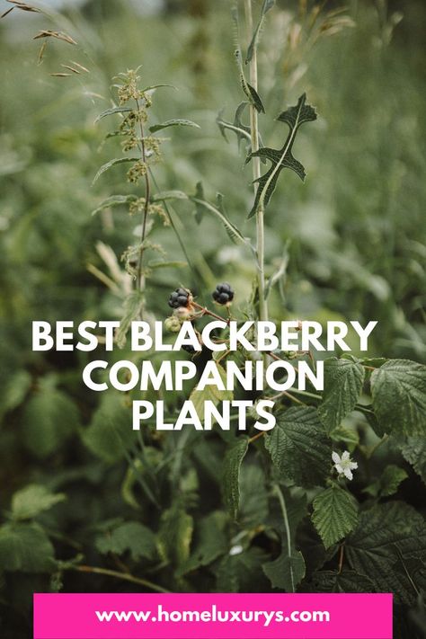 Blackberry Tree, Blackberry Bushes, Blackberry Plants, Blackberry Bush, Growing Blackberries, Vegetable Garden Beds, Growing Blueberries, Bush Garden, Berry Garden