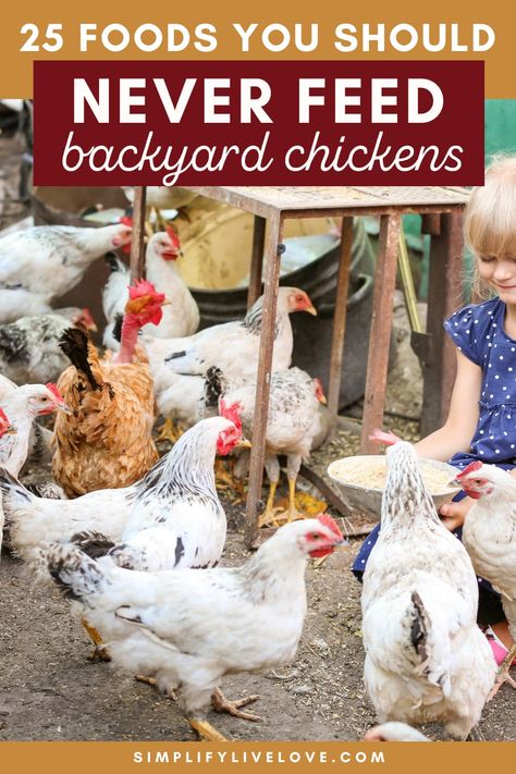 What NOT to Feed Chickens What Can You Feed Chickens, What Not To Feed Chickens, Homestead Hacks, What To Feed Chickens, Feed Chickens, Molting Chickens, Feeding Chickens, Dust Bath, Raising Backyard Chickens