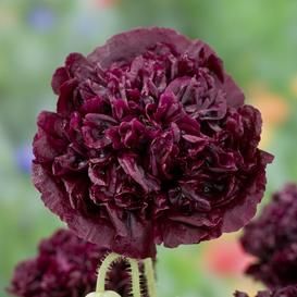 Search Peony Poppy, Poppy Flower Seeds, Peony Care, Black Peony, Purple Peonies, Peonies Garden, Bonsai Plants, Annual Flowers, Poppy Seeds