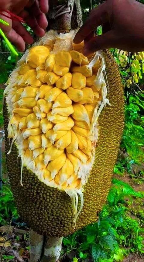 Jackfruit Tree, Giant Vegetable, Weird Fruit, Fruit Bearing Trees, Growing Fruit Trees, Fruit Photography, Beautiful Fruits, Growing Fruit, Vegetable Garden Design