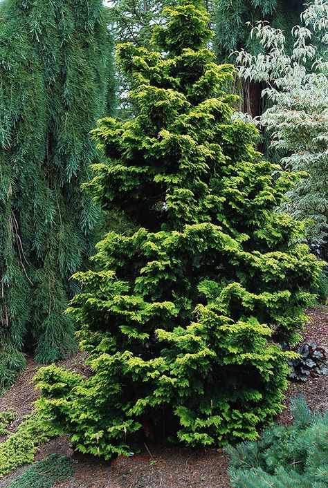 The Golden Hinoki Cypress (Chamaecyparis Obtusa 'Aurea') is one of my favorite evergreen conifers. It's an ornamental delight in any garden landscape with its pyramidal shape and golden-green scale-like foliage. The bark is reddish-brown and lemon-scented. Aside from its use as an ornamental, these trees are grown for timber in Japan and are used for temples, palaces and shrines. One of Japan's most famous landmarks, the Osaka Castle, is made of hinoki cypress timber. These trees do best in full Slender Hinoki Cypress, Golden Hinoki Cypress, Hinoki False Cypress, Chamaecyparis Obtusa, Shrubs For Landscaping, Hornbeam Hedge, Conifers Garden, Hinoki Cypress, Osaka Castle