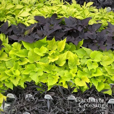 Do you use Potato Vines in your planters? If so what Potato Vine is your favorite? https://www.gardencrossings.com/product-category/annuals/sweet-potato-vine/ Sweet Potato Vine, Potato Vines, Gardening Plants, Yard And Garden, Annual Plants, Garden Center, Hanging Baskets, Plants Flowers, Sweet Potato