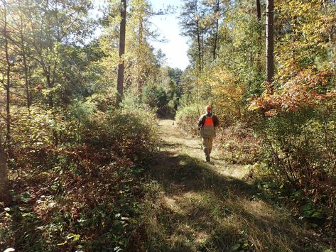 The Ultimate Grouse Hunting Guide - HuntTested Grouse Hunting, Hunting Guide, English Setters, Upland Hunting, Game Hunting, Forest Habitat, Pheasant Hunting, Chesapeake Bay Retriever, Northern Minnesota