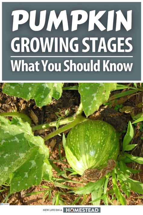 Pumpkins grow in stages just like all other plants, and learning about these stages can help you better predict when your pumpkins will be ready for harvest, and spot problems. #gardening #homesteading Pumpkin Growing, Planting Pumpkins, Growing Pumpkins, Growing Veggies, Garden Life, Plant Diseases, Garden Help, Healthy Pumpkin, Dehydrator Recipes