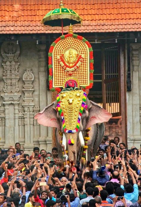 Thrissur Pooram, Decorated Elephant, King Ragnar, Elephant Photography, Kerala Travel, India Street, Mother India, Elephant Images, Diy Science Experiments