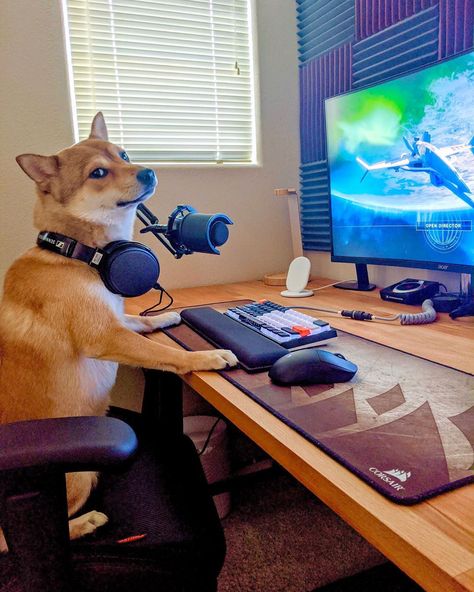 😎Gaming Doggo 🐶Comment which pet you’ve got ! By u/ixambee _______________________________________ * Follow @setupedia * Tag us using… Gadgets Technology Awesome, Labrador Husky, Vizsla Puppies, Computer Setup, 웃긴 사진, Puppy Breeds, Pitbull Dog, Animals Images, Shiba Inu