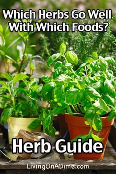 Truck Garden, Herb Guide, Fresh Herb Recipes, Cooking With Fresh Herbs, Cooking With Herbs, Herbs Growing, Cooking Herbs, Living On A Dime, Alpine Plants