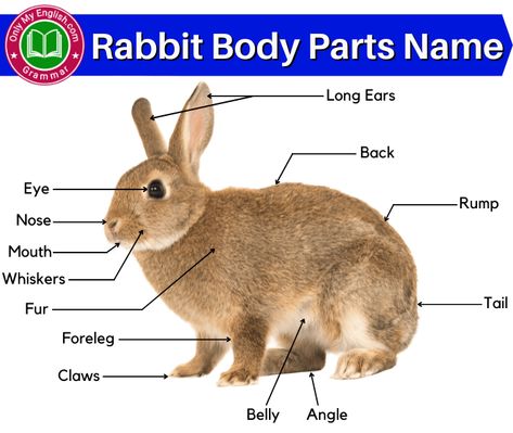 Body Parts Name, Elephant Anatomy, Rabbit Anatomy, Anatomy Body Parts, Traffic Symbols, Colors Name In English, Fruits Name In English, Colors Name, Rabbit Names