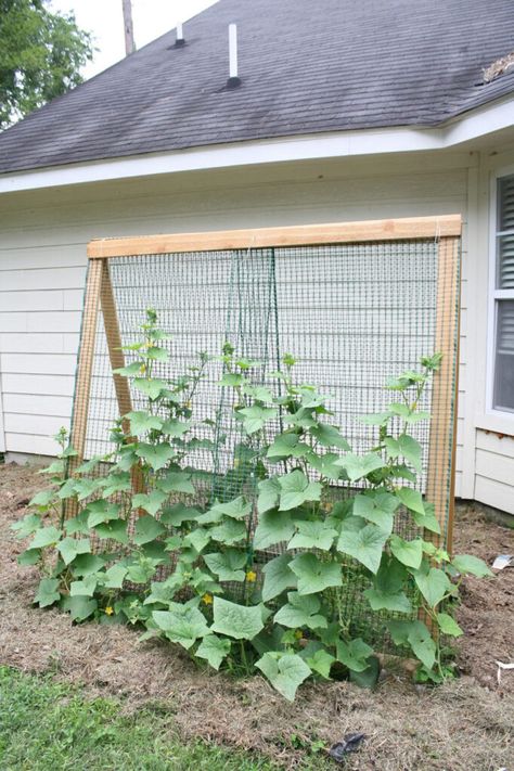 25 Best ideas to grow zucchini vertically in garden, raised beds or pots, with easy DIY trellises, arches, & tunnels for successful vegetable gardening. - A Piece of Rainbow, backyard, small space gardens, grow your own food, homestead, homesteading, spring, summer, edible garden, landscaping tips Cheap Garden Trellis, Cheap Trellis, Cucumber Trellis Diy, Low Maintenance Garden Design, Cucumber Trellis, Diy Garden Trellis, Cheap Garden, Raised Bed Gardening, Building A Raised Garden