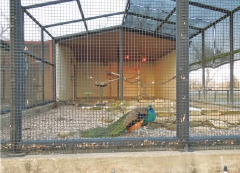 H-Town-West Photo Blog: Peacock in the Aviary - Pics from the Bear ... Peacock Cage, Peacock Aviary, Peacock Coop, Peacock Coop Pens, Raising Peacocks, Walk In Bird Aviary, Pea Fowl, Peacock Pen, Peacock Farm