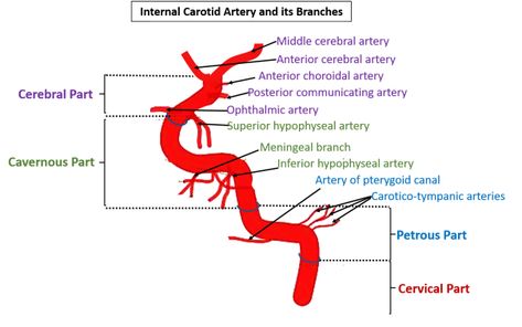 Carotid Artery Anatomy, Glossopharyngeal Nerve, Arteries Anatomy, Circle Of Willis, Sternocleidomastoid Muscle, Vascular Ultrasound, Internal Carotid Artery, Parotid Gland, Brain Surgeon