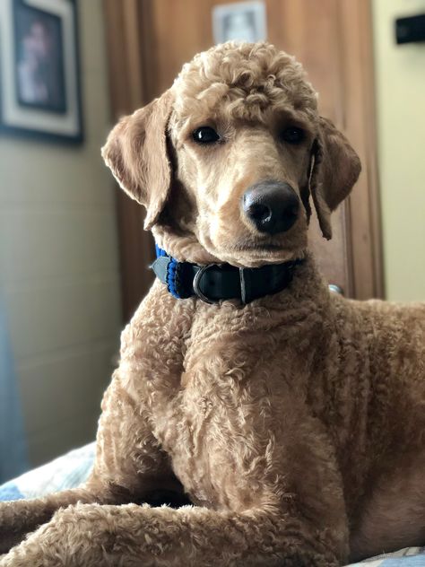 Short Poodle Cut Standard Poodle Short Haircut, Male Standard Poodle Haircut Styles, Poodle Short Haircut, Short Poodle Cuts, Short Poodle Haircut, Doodle Hairstyles, Standard Poodle Cuts, Standard Poodle Haircuts, Labradoodle Grooming