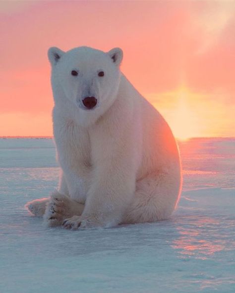 Antarctic Animals, Canada Winter, Nature Snow, Snow Animals, Snow Water, Nature Ocean, Bear Mountain, Winter Sunset, Bear Pictures