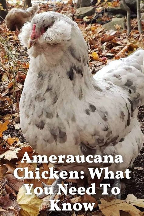 Amercauna Chickens, Ameracauna Chickens Hens, Splash Ameraucana Chicken, Ameracauna Chicken, Americauna Chickens, Ameraucana Rooster, Americana Chickens, Chicken Math, Rabbit Houses