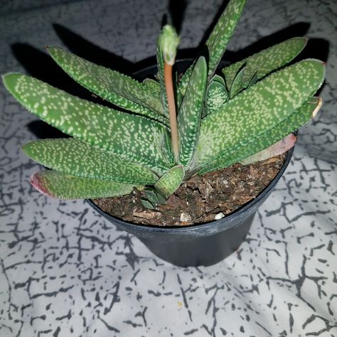 Gasteria pillansii var. pillansii (Mini), Gasteria 'pillansii' mini in GardenTags plant encyclopedia Gasteria Succulents, Succulent Fertilizer, Agave Cactus, Plant Encyclopedia, Bacterial Diseases, Small Succulent Plants, Succulent Soil, Small Succulents, Agaves