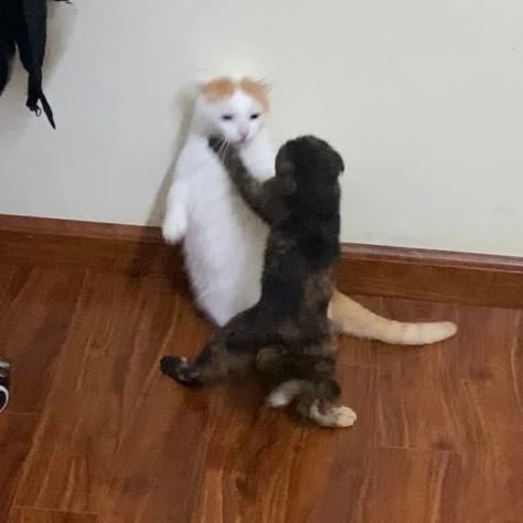 2 Cute Cats Together, Cat And Dog Ship Dynamic, Enemy Memes Funny, 2 Animals Together, Saanvi Core, Blushing Cat, Ryan Core, Silly Reaction Images, Cat Friendship