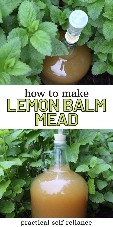 Herb Knowledge, Lemon Balm Recipes, Herbal Honey, Wine Making Recipes, Homemade Wine Recipes, Mead Wine, Fermented Drinks, Mead Recipe, Homemade Alcohol