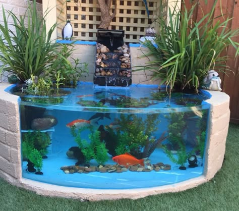 How wonderful is this outdoor fish tank? Customer wanted to replace the brickwork with a curved glass viewing screen. Job done! Outdoor Fish Tank Ideas, Fish Tank Outdoor, Pond In A Pot With Fish, Outdoor Fish Tank, Plant Pot Fish Pond, Brick Koi Pond, Glass Koi Pond, Fancy Goldfish Pond, Fish Ponds Backyard