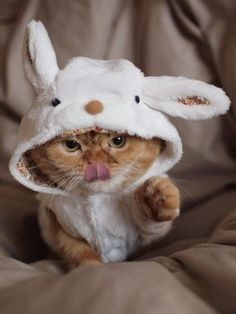 . Can Your Pet, Nature Reference, Easter Cats, Cat Cosplay, Adorable Kitten, Orange Cats, Dog Clothing, Cat Hat, Cat Costumes