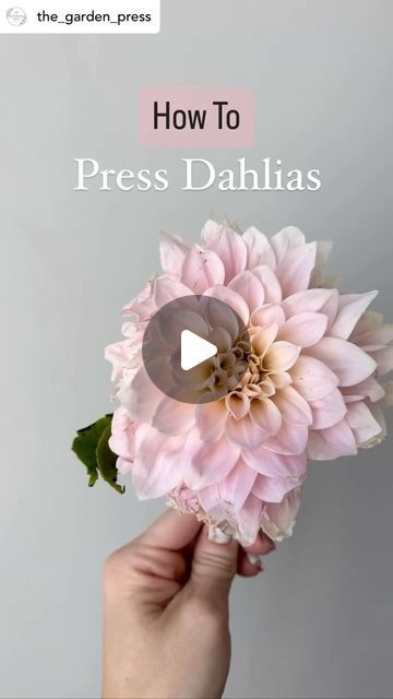 💐Flower Press Tips🌷by Berstuk on Instagram: "There are lots of ways to press dahlias… this is just one of many!   Some dahlias have so many petals that in order to maintain the look and color, the best way to press them is petal by petal. It takes a lot of work and time, but it sure is beautiful after! 💖   Do you have questions about pressing dahlias?  📸 @the_garden_press 💕🌸✨  ————————————————————————  #flowerpress #flowerpressing #flowerpressed #flowerpressings #flowerpressingart #flowerpressingtips #flowerpressart #flowerpresstips #flowerpresskit #flowerpressproject #flowerpressedart #flowerpressingkit #flowerpresser #flowerpresses #flowerpressersofinstagram #flowerpressingproject #berstuk #pressedflower #pressedflowerart #pressedflowerartist #pressedflowercraft #pressedflowersuk # Pressed Dahlia Flower, Pressing Dahlias, How To Press Flowers, Dried Dahlias, Flower Press Kit, Pressed Flower Crafts, Flower Press, Pressed Flower Art, Dahlia Flower