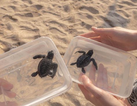 Bali Sea, Plastic In The Sea, Bali Baby, Baby Sea Turtles, Kuta Beach, Baby Sea Turtle, Couple Travel, Travel Photography Inspiration, Baby Turtles