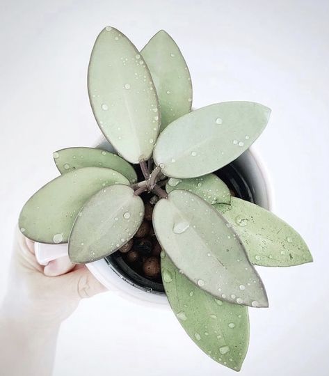 Water Plants Indoor, Silver Plant, Plant Goals, Low Light Plants, House Plants Decor, Pretty Plants, Silver Lining, Plant Collection, Rare Plants