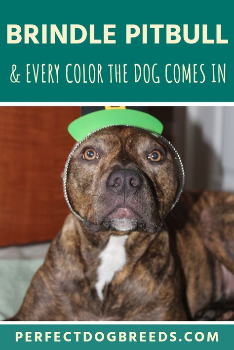 Pitbull Colors, Pitbull Mix Breeds, Brindle Pitbull, Pitbull Breeds, Strong Dogs, Blue Nose Pitbull, Red Nose Pitbull, Dangerous Dogs, Most Popular Dog Breeds