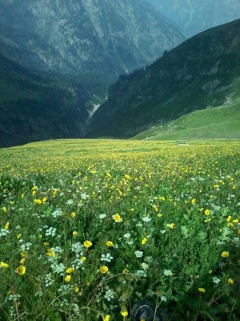 Green Valley Aesthetic, Dark Valley Aesthetic, Valleys Aesthetic, Hills With Flowers, Valley Aesthetic, Forest Valley, Neelum Valley, Beautiful Valley, Pine Valley