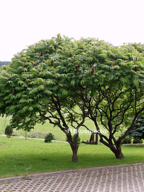 Rhus typhina - Stag's horn sumach (101666) Rhus Typhina, Staghorn Sumac, Perennial Bulbs, Backyard Plants, Poisonous Plants, Aromatic Plant, Fragrant Plant, Scientific Name, Garden Photography