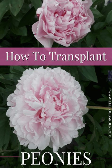 When To Transplant Peonies, How To Transplant Peonies, Transplanting Peonies, Transplant Peonies, Peony Care, Peony Bush, Sacred Garden, Gardening Guide, Planting Peonies