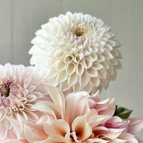 Marlee Rose Imbarrato - FLEUR on Instagram: "bloomquist tory p x pink pearl x café au lait . . . #dahlias #dahlia #dahliafarm #flowerfarm #flowers #cutflowers #cutflowerfarm #garden #gardening #zone5a #bloomquisttoryp #cafeaulaitdahlias #bouquet #weddingflowers #bridalbouquet #bouquet #weddingflorals" Cut Flower Farm, Dahlias Garden, Dahlia Flower, Flower Farm, Pink Pearl, Cut Flowers, Garden Inspiration, Dahlia, Bridal Bouquet