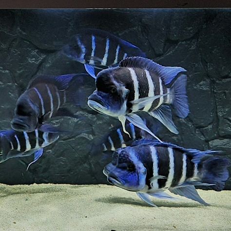 Frontosa Cichlids, African Cichlid Tank, Cichlid Aquarium, Oscar Fish, Ikan Air Tawar, Cichlid Fish, Lake Tanganyika, Aquarium Set, African Cichlids