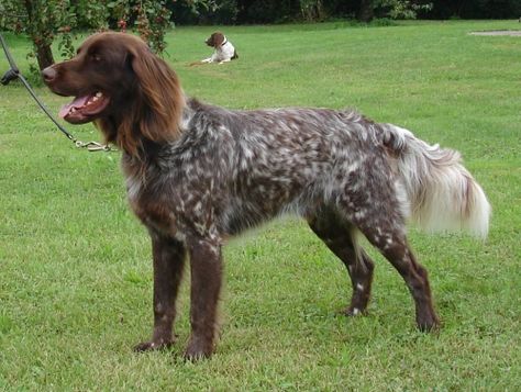 Cesky Fousek, German Longhaired Pointer, Korthals Griffon, German Pointer, Wirehaired Vizsla, Mixed Breed Dogs, Weimaraner, Mixed Breed, Hunting Dogs