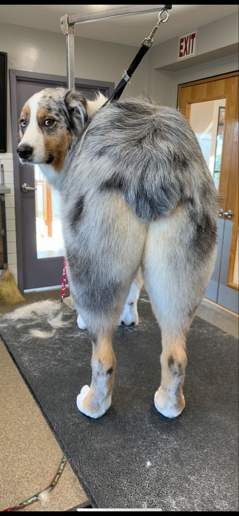 Australian Shepherd Haircuts, Aussie Haircut, Australian Shepherd Haircut, Australian Shepherd Grooming, Australian Shepherd Haircut Styles, Aussie Haircut Styles, Aussie Grooming Styles, Australian Shepherd Grooming Styles, Mini Aussie Grooming Styles