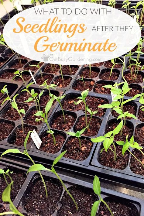 Wondering how to care for seedlings after they sprout? This post will show you exactly what to do with seedlings once they start growing indoors. Growing Seedlings, Seedlings Indoors, Gardening Quotes, Hydroponic Farming, Tomato Seedlings, Risk Assessment, Astuces Diy, Home Vegetable Garden, Greenhouse Gardening