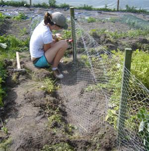 allotment fence Garden Fence To Keep Rabbits Out, Allotment Fence Ideas, Rabbit Fence For Garden, Rabbit Proof Garden Fence, Allotment Fencing, Allotment Fence, Rabbit Proof Fence, Home Vegetable Garden Design, Rabbit Fence