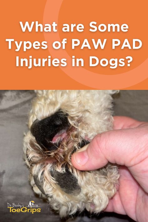 A dog paw pad injury can run the gamut from burns to cuts or punctures. To help you know what to do if your dog has a hurt paw pad, integrative veterinarian Dr. Julie Buzby describes the types of paw pad injuries. Plus, she gives step-by-step first aid instructions on what to do for paw pad injuries and explains when to call the vet. Cracked Paws Remedy, Dog Biting Paws, Paw Butter For Dogs, Dog Paw Remedies, Paw Care For Dogs, Dog Paw Injury, Dog Wound Care, Dog Paw Pads, Dr Julie