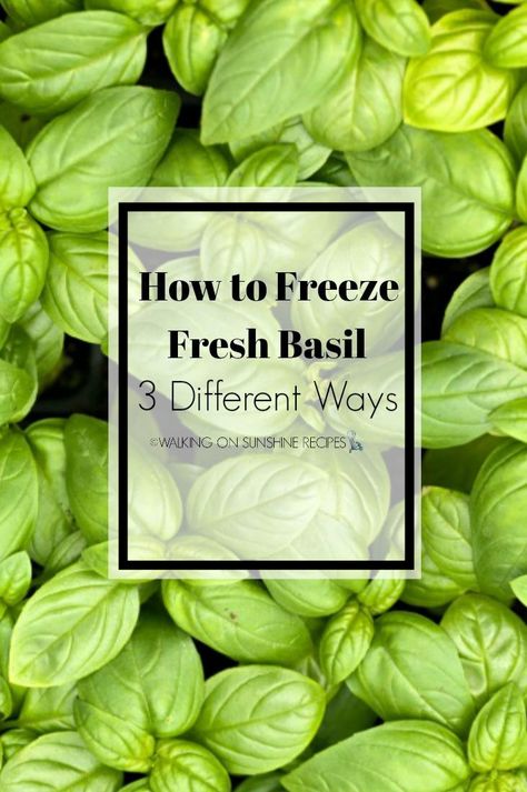 Freezing Butter, How To Freeze Basil, Fresh Pesto Recipe, Storing Basil, Ice Cube Tray Recipes, Freezing Pesto, Freezing Fresh Herbs, Dehydrating Food Storage, Store Fresh Herbs