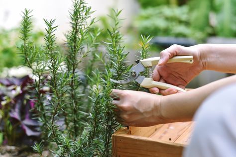 Propagate Rosemary, California Farm, Diy Mosquito Repellent, Easy Herbs To Grow, Growing Rosemary, Rosemary Plant, Fall Vegetables, Fall Garden Vegetables, Herbs Indoors