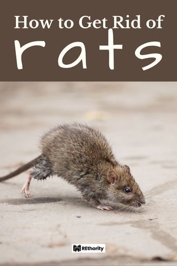 How To Get Rid Of Rats In The House, Get Rid Of Rats, Rat Infestation, Rat Repellent, Small Rat, Getting Rid Of Rats, Jiffy Mix, Rat Poison, Mice Repellent